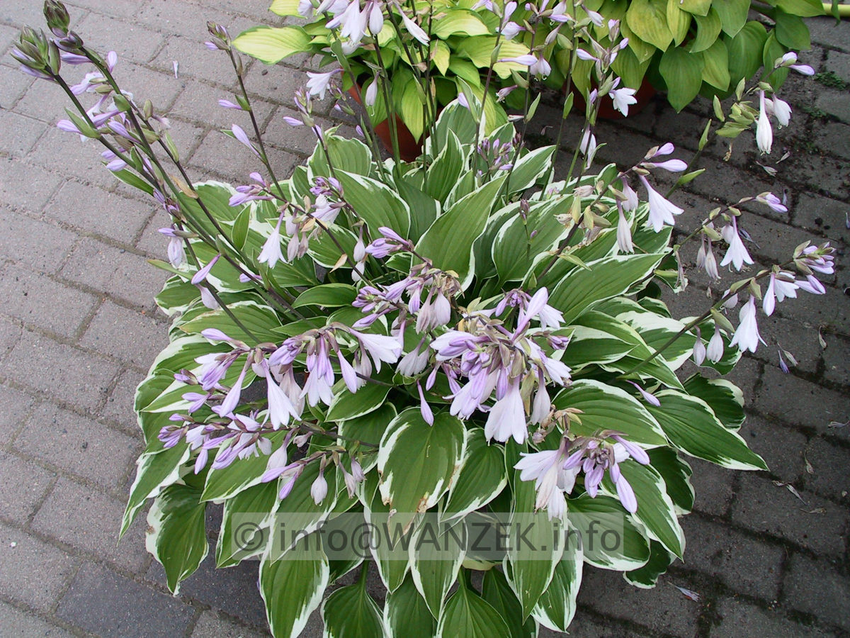 Hosta Hybride Silver Crown 02.jpg
